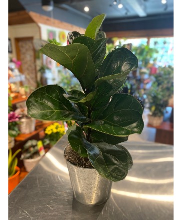Fiddle Leaf Fig Galvanized Tin in South Milwaukee, WI | PARKWAY FLORAL INC.