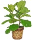 Fiddle Leaf Fig Green Plant
