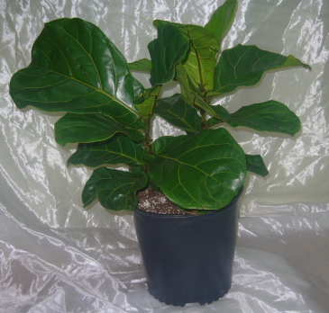 FIDDLE LEAF FIG House Plant