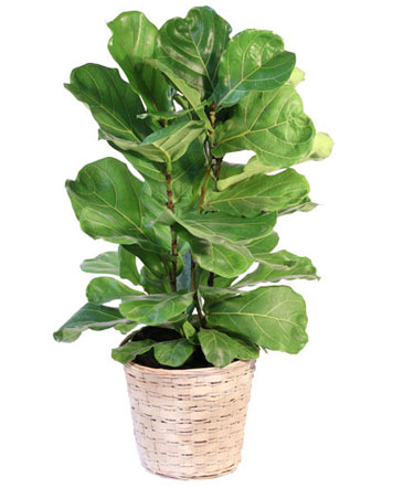 Fiddle Leaf Fig House Plant in Granger, IN | Yellow Rose Florist