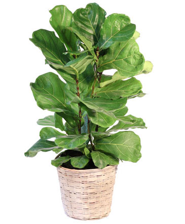 Fiddle Leaf Fig House Plant in Allen Park, MI | BAMBI'S FLORIST