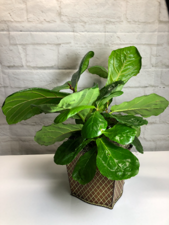 Fiddle Leaf Fig in Brown Criss Cross Tin