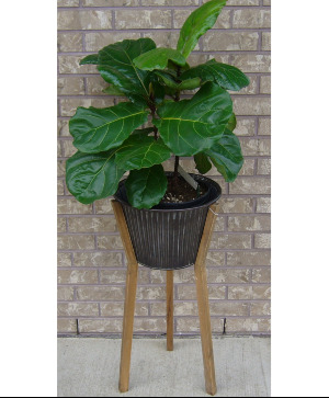 FIDDLE LEAF FIG IN PLANT STAND Indoor Green Plant