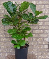 FIDDLE LEAF FIG Indoor Plant