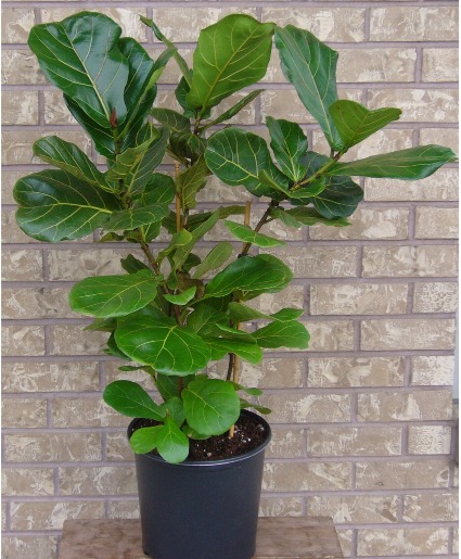 FIDDLE LEAF FIG Indoor Plant