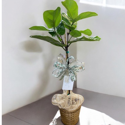 Fiddle Leaf Fig Keepsake Keepsake Plant 