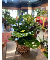 Fiddle Leaf Fig  Lattice Tin 