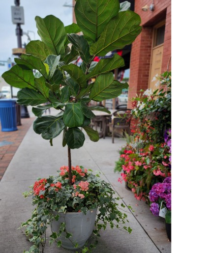 Fiddle Leaf Fig Mixed Annual Outdoor Pot Summer Outdoor Pot