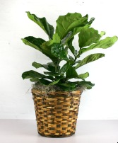 Fiddle Leaf Fig Plant basket