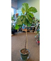 Fiddle leaf fig plant in 10" pot *Ugly Plant Sale Only 1 available in store NOW Reg. $110