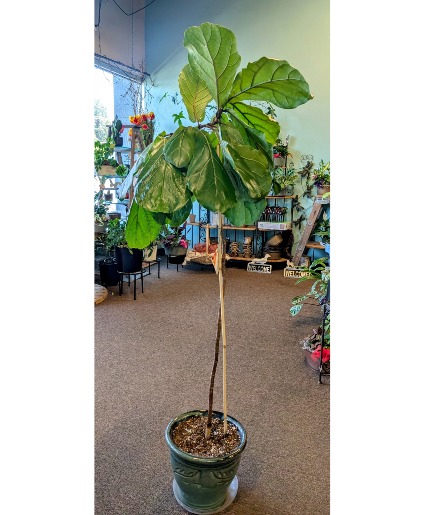 Fiddle leaf fig plant in 10
