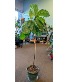 Fiddle leaf fig plant in 10" pot *Ugly Plant Sale Only 1 available in store NOW Reg. $110