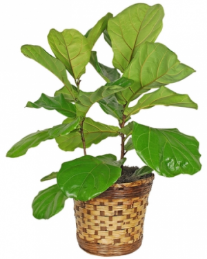 Fiddle Leaf Fig Plant Plant