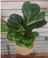 Fiddle Leaf Fig Plant & Pot Houseplant & Pot