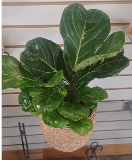 Fiddle Leaf Fig Plant & Pot Houseplant & Pot