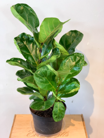 Fiddle leaf Fig Potted plant