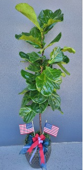 Fiddle Leaf Fig Tree  Plant in a Quality Ceramic Pot 