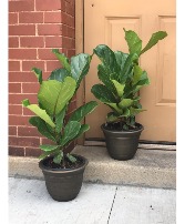 Fiddle Leaf Indoor Plant 