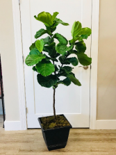 Fiddle Leaf Fig Tree 5ft. Tall