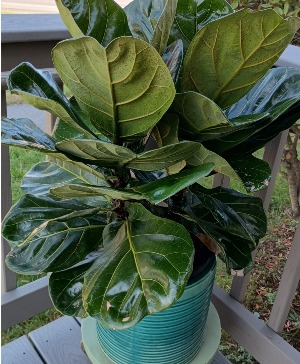 Fiddleleaf Fig Floor plant Indoor Live Plant