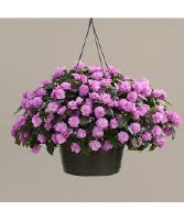Fiesta Double Impatient Hanging Basket * Avail. 1st week in May*