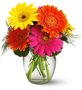 Fiesta Gerbera Bouquet in Allen, TX | Lovejoy Flower and Gift Shop Fiesta Gerbera Bouquet in Allen, TX | Lovejoy Flower and Gift Shop