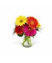 Fiesta Gerbera TF-WEB3 Arrangement