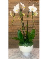 First Moment- Natural Grace 