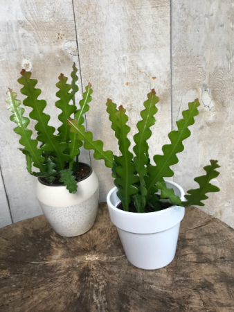 Fishbone Cactus Plant