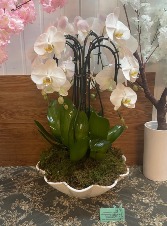 Five-stem White Swan Orchids  