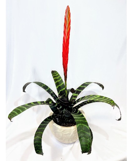 Flaming Sword Bromeliad
