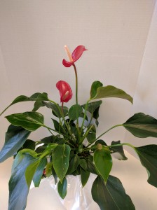 Flamingo Plant (Anthurium) Plant