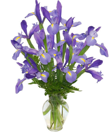 FLEUR-DE-LIS Iris Vase