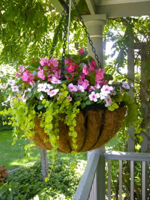 Flowering Hanging Basket PLANT