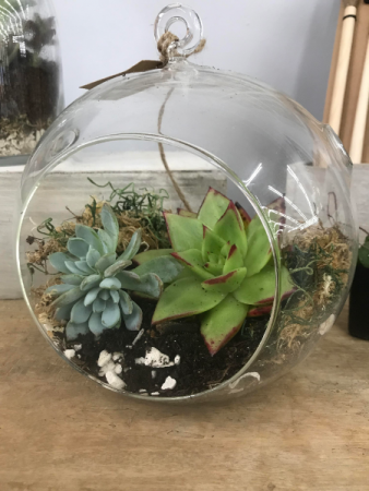 Floating Orb Succulent Garden Plant