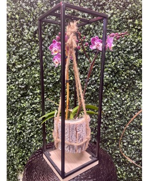 Floating Orchid Live Plant
