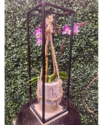 Floating Orchid Live Plant