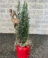 Flocked Cypress Tree Plant