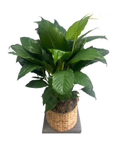 Floor Peace Lily Plant in Modern Woven Basket  
