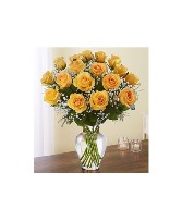 Floricienta roses