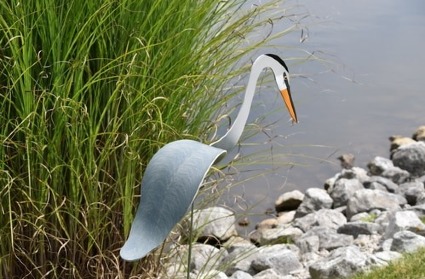 Florida Dancing Birds Great Blue Heron