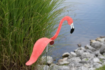 Florida Dancing Birds Coral Flamingo