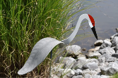 Florida Dancing Birds Sandhill Crane