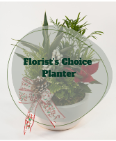 Florist Choice Christmas planter 