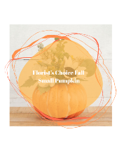 Florist's Choice SML Pumpkin 