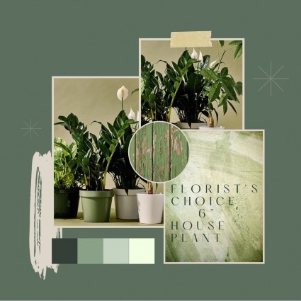 Florist’s Coice-6” House Plant 