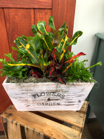 Flower Box Chic! Plant Arrangement