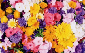 FLOWER SUBSCRIPTIONS FOR 3, 6, 12 MONTHS in Edmonton, AB | MAYFIELD FLOWERS FLOWER SUBSCRIPTIONS FOR 3, 6, 12 MONTHS in Edmonton, AB | MAYFIELD FLOWERS