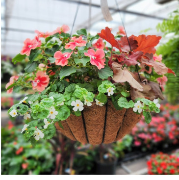 Annual Flower Hanging Basket  in Mankato, MN | DRUMMERS GARDEN CENTER & FLORAL
