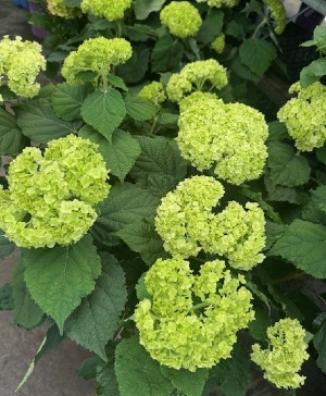 FlowerFull Smooth Hydrangea Shrub